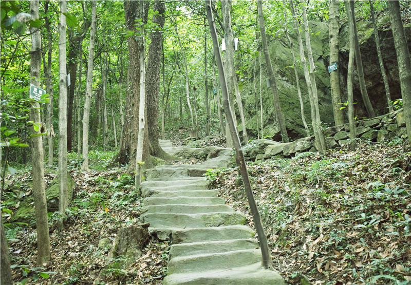 午夜熟女插插XX免费视频