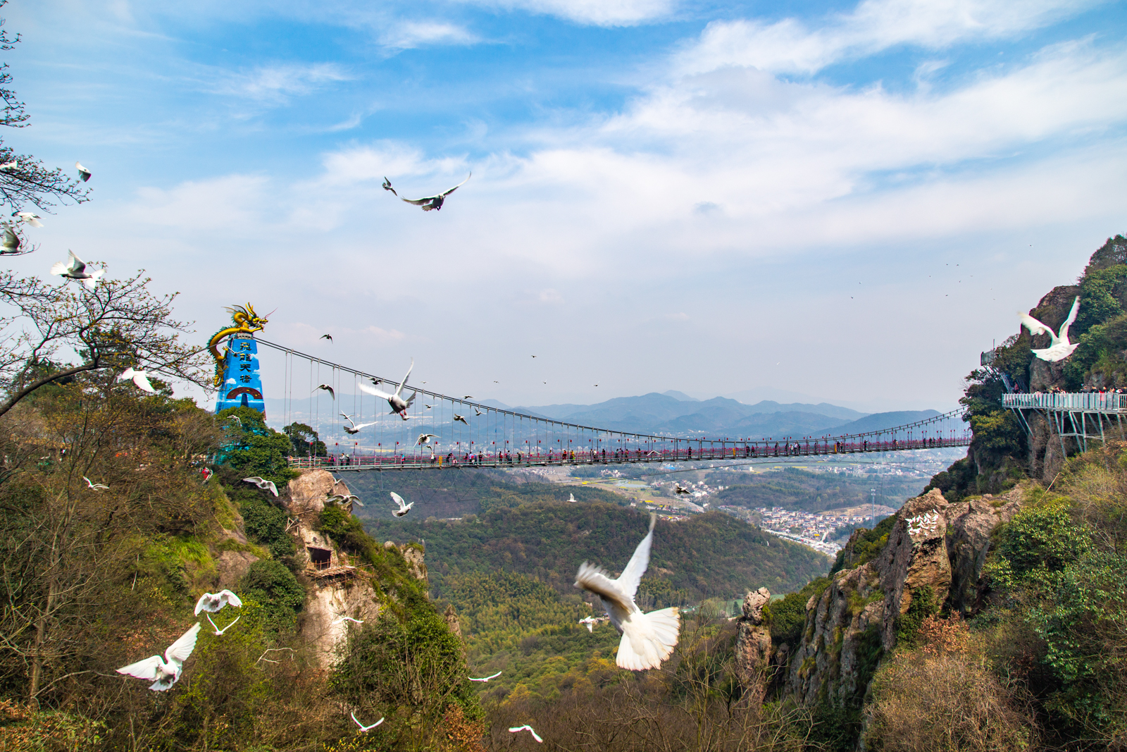 全国第一家百鸟飞越天桥表演！这座玻璃桥又火了！