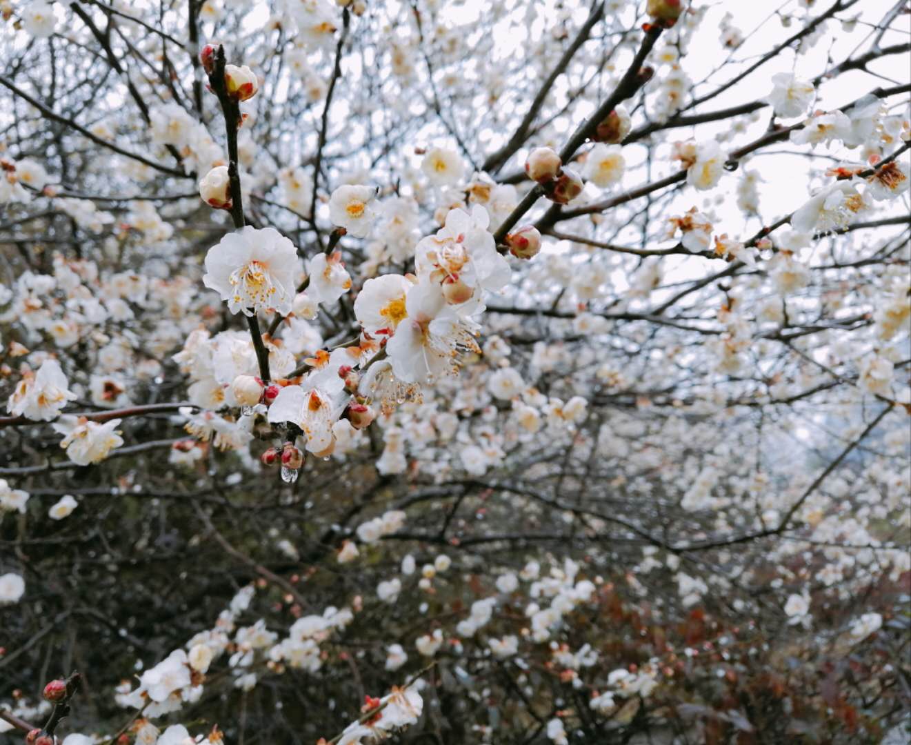 午夜熟女插插XX免费视频