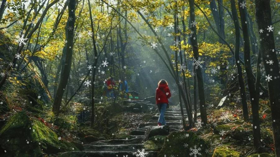 午夜熟女插插XX免费视频