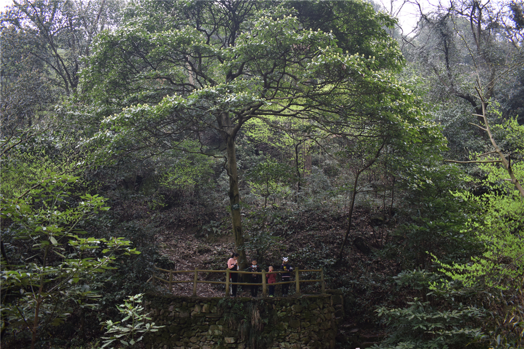 午夜熟女插插XX免费视频