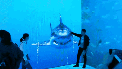 午夜熟女插插XX免费视频