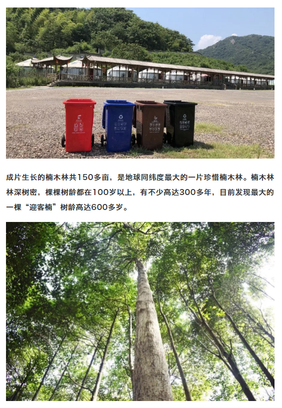 午夜熟女插插XX免费视频