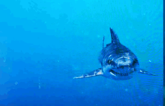 午夜熟女插插XX免费视频