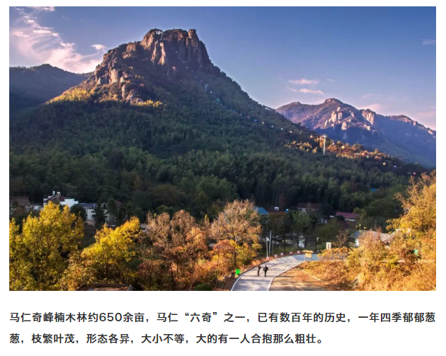 午夜熟女插插XX免费视频