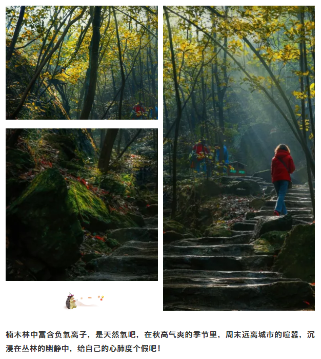 午夜熟女插插XX免费视频