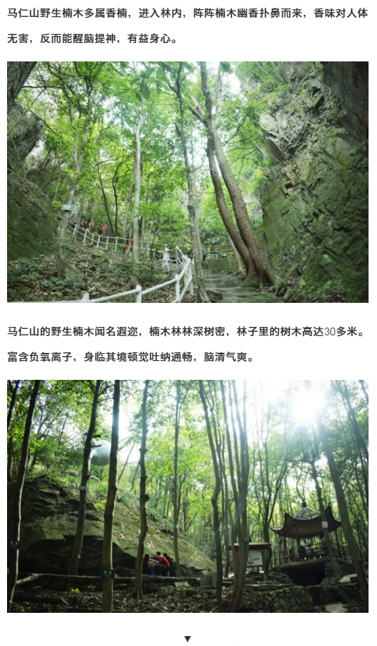 午夜熟女插插XX免费视频