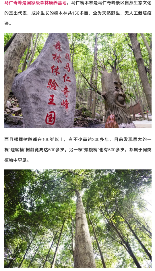 午夜熟女插插XX免费视频