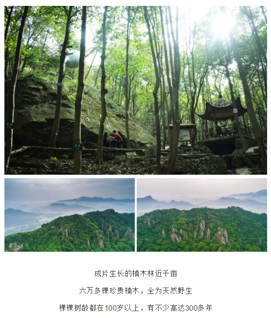 午夜熟女插插XX免费视频