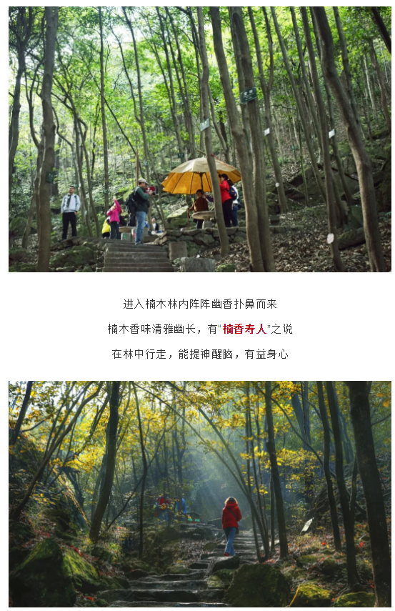 午夜熟女插插XX免费视频