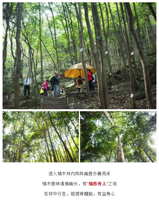 午夜熟女插插XX免费视频