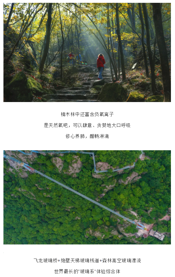 午夜熟女插插XX免费视频