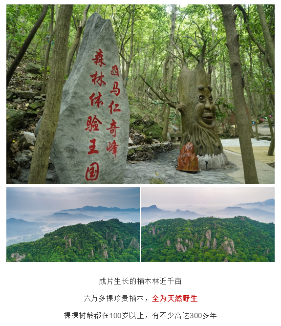 午夜熟女插插XX免费视频