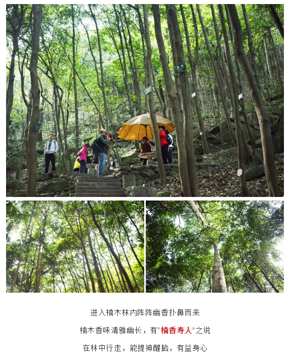 午夜熟女插插XX免费视频