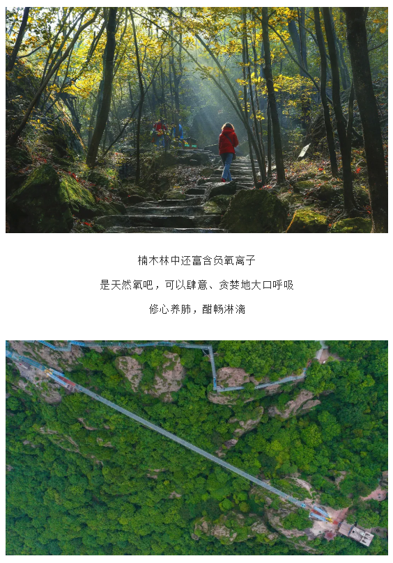 午夜熟女插插XX免费视频