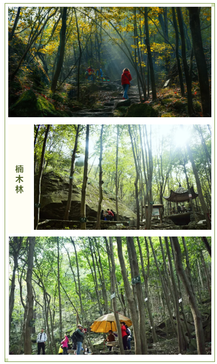 午夜熟女插插XX免费视频