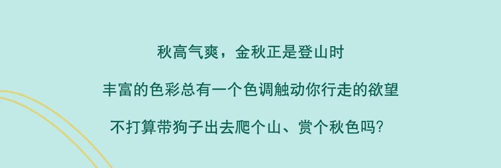 午夜熟女插插XX免费视频