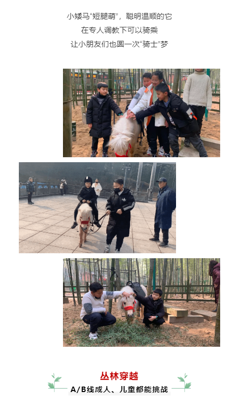 午夜熟女插插XX免费视频