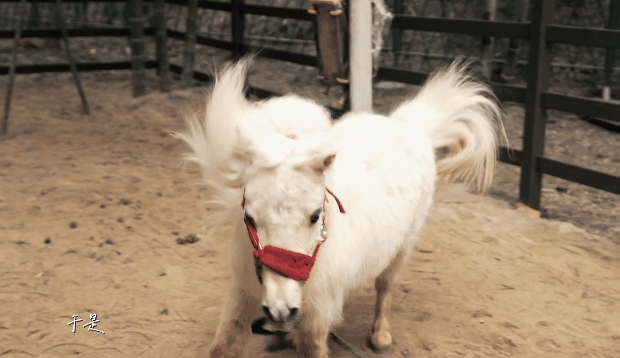 午夜熟女插插XX免费视频