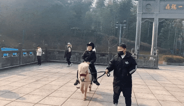 午夜熟女插插XX免费视频