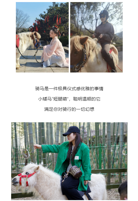 午夜熟女插插XX免费视频