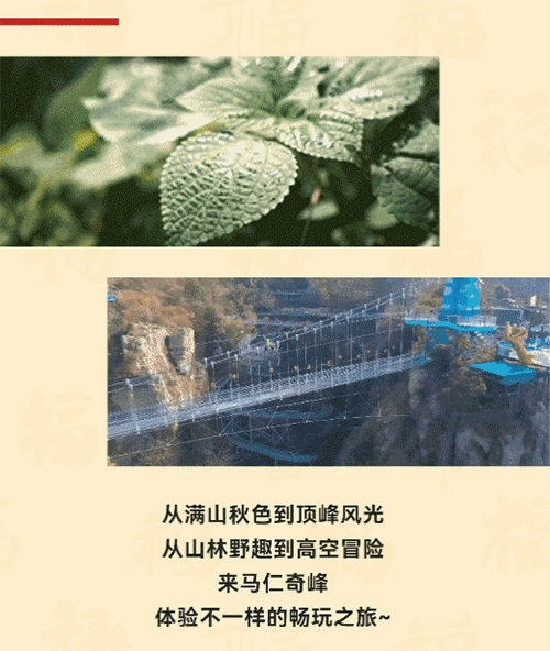 午夜熟女插插XX免费视频