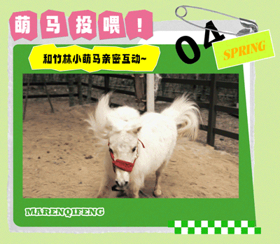 午夜熟女插插XX免费视频